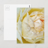 Carte Postale Gouttes de pluie sur Champagne Blush  Rose blanche (Devant / Derrière)