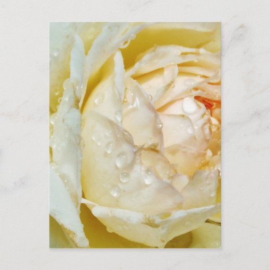 Carte Postale Gouttes de pluie sur Champagne Blush  Rose blanche (Devant)
