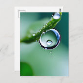 Carte Postale Gouttes d'eau de macro (Devant / Derrière)