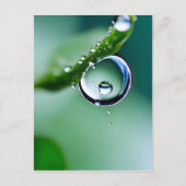 Carte Postale Gouttes d'eau de macro (Devant)