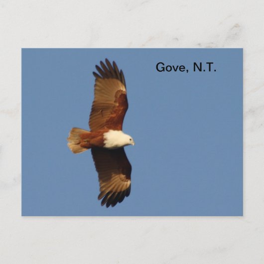 Carte postale Gove Brahminy Kite (Devant)