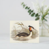 Carte Postale Grabe de Tippet australien par Elizabeth Gould (Debout devant)