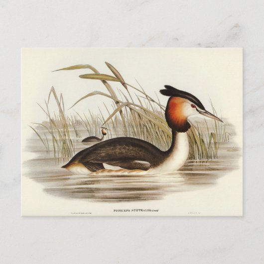 Carte Postale Grabe de Tippet australien par Elizabeth Gould (Devant)