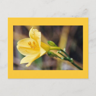 Carte Postale Grâce