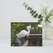 Carte postale Graceful fluffy Egret Bird (Debout devant)