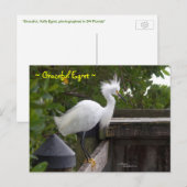 Carte postale Graceful fluffy Egret Bird (Devant / Derrière)