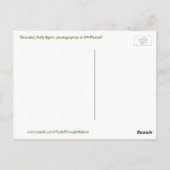 Carte postale Graceful fluffy Egret Bird (Dos)