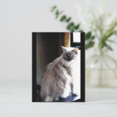 Carte Postale Gracie (Debout devant)