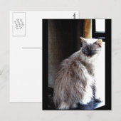 Carte Postale Gracie (Devant / Derrière)