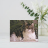 Carte Postale Gracie (Debout devant)