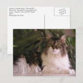 Carte Postale Gracie (Devant / Derrière)