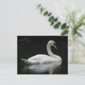 Carte postale Gracity White Swan (Debout devant)