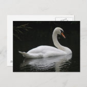 Carte postale Gracity White Swan (Devant / Derrière)