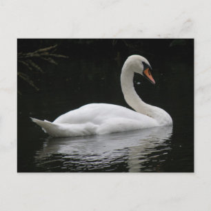 Carte postale Gracity White Swan