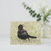 Carte postale Gracker Photo (Debout devant)