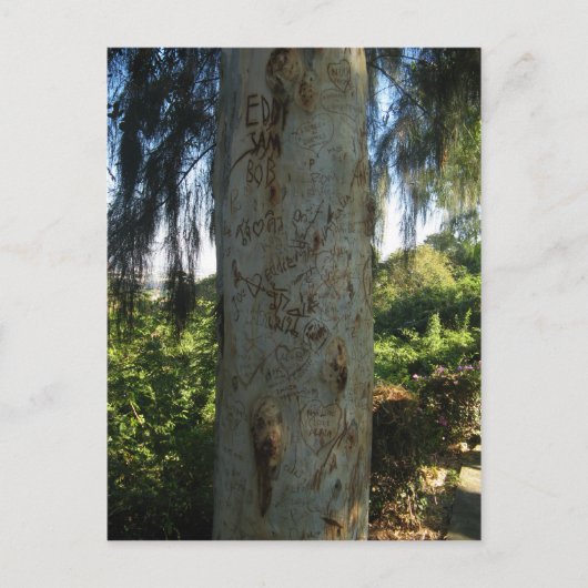 Carte Postale Graffiti d'arbre thaïlandais (Devant)