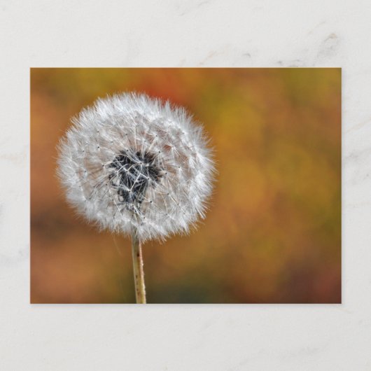 Carte Postale Graine de Dandelion (Devant)