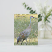 Carte Postale Graine de Sandhill (Debout devant)