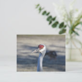 Carte Postale Graine de Sandhill (Debout devant)