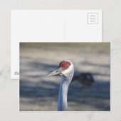 Carte Postale Graine de Sandhill (Devant / Derrière)