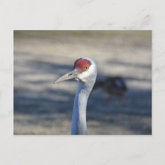 Carte Postale Graine de Sandhill (Devant)