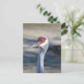 Carte Postale Graine de Sandhill (Debout devant)