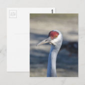 Carte Postale Graine de Sandhill (Devant / Derrière)