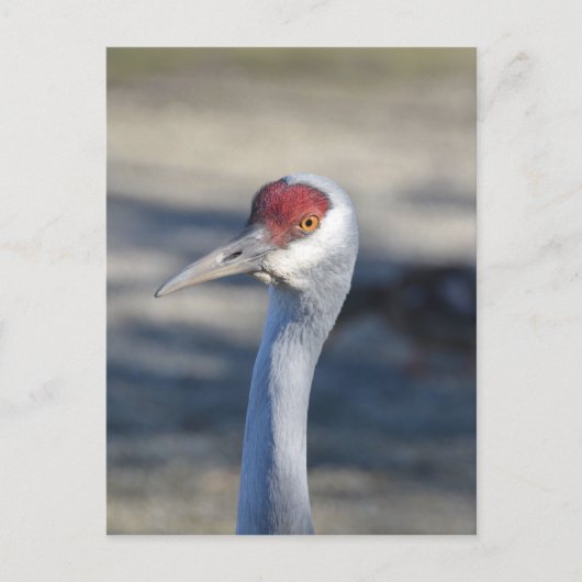 Carte Postale Graine de Sandhill (Devant)