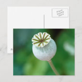 Carte Postale Graine de tête de fleur de pavot, Western Cape (Devant / Derrière)