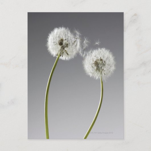 Carte Postale Graines connectant deux pandelions (Devant)