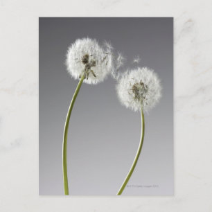 Carte Postale Graines connectant deux pandelions