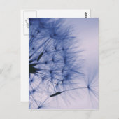 Carte Postale Graines de Dandelion (Devant / Derrière)