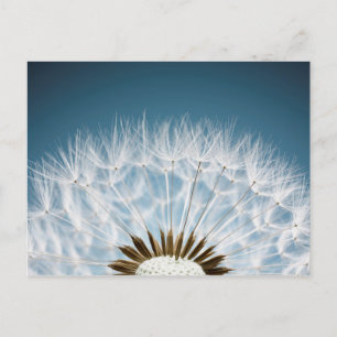 Carte Postale Graines de Dandelion