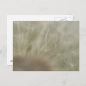 Carte Postale Graines de Dandelion (Devant / Derrière)