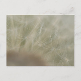Carte Postale Graines de Dandelion