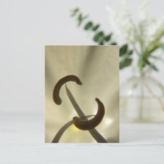 Carte postale Graines de fleurs (Debout devant)