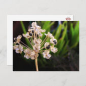 Carte postale Graines de la nature (Devant / Derrière)