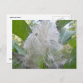 Carte postale Graines de Milkweed (Devant / Derrière)