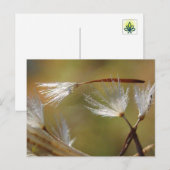 Carte Postale Graines de pissenlit Transportent un Ami, Sympathi (Devant / Derrière)