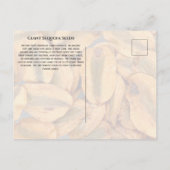 Carte Postale Graines de Séquoia géant (Dos)
