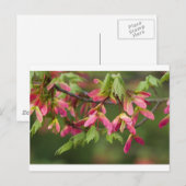 Carte Postale Graines de Sycamore à ailes roses - Acer pseudopla (Devant / Derrière)