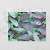 Carte Postale Graines d'érable sycomore (Devant / Derrière)