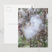 Carte Postale Graines et soie d'algues (Devant / Derrière)