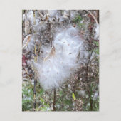 Carte Postale Graines et soie d'algues (Devant)