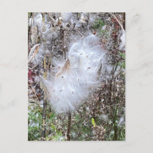 Carte Postale Graines et soie d'algues (Devant)