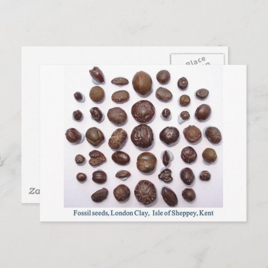 Carte Postale Graines fossilisées (Devant / Derrière)