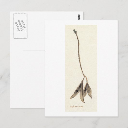 Carte Postale Graines Laburnum (Devant / Derrière)