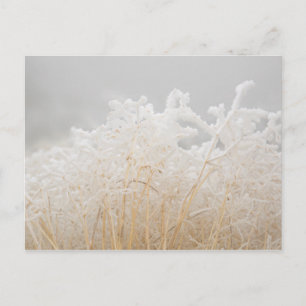 Carte Postale Grains d'hiver congelés