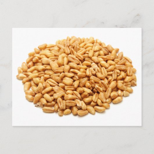 Carte Postale Grains entiers de blé (Devant)