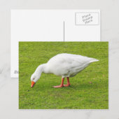 Carte Postale Graissage Emden Goose (Devant / Derrière)